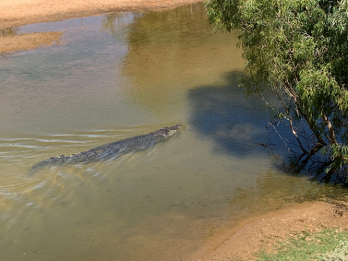 Crocodile in water at Kowanyama Mitchell River