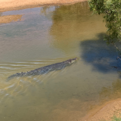 Crocodile near Magnificent Creek Overflow in Carpentaria Shire Council