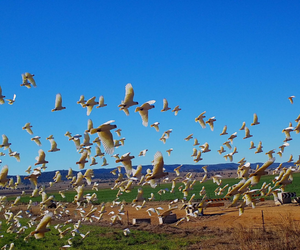 Mar april 2022 newsletter web landing page 2 Goondiwindi birds