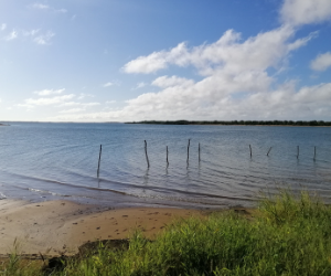 mornington shire ocean and mangroves